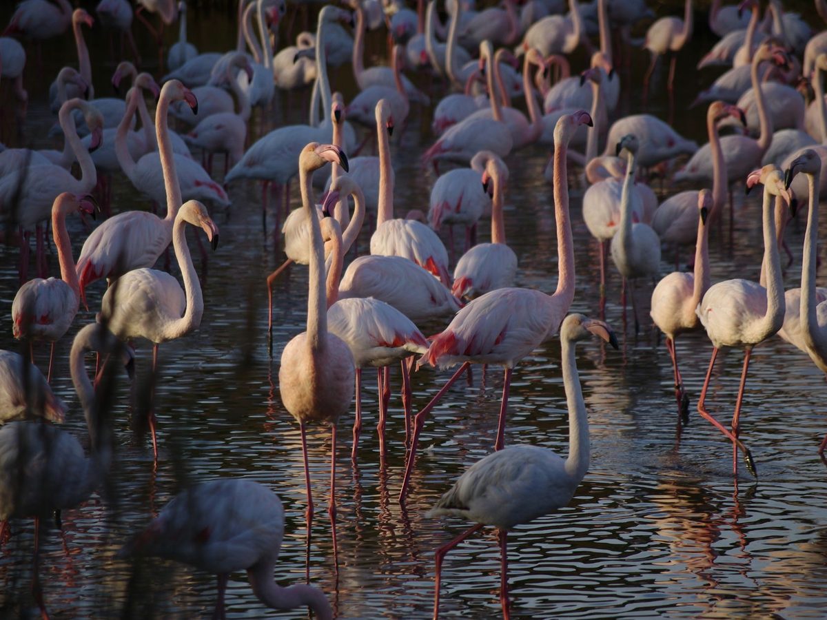 Flamingos in the Ebro Delta wetlands