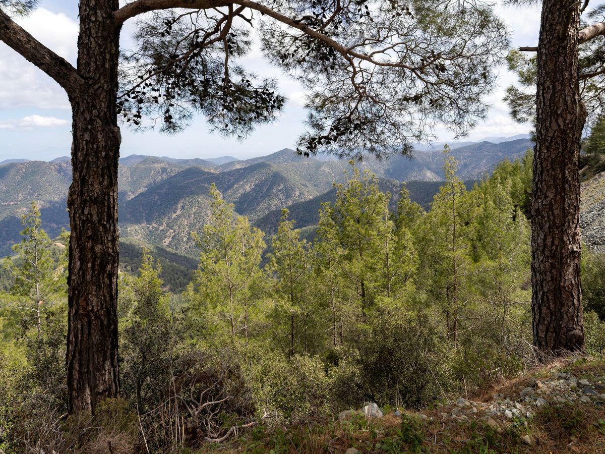 Pine forest in the Troodos mountains