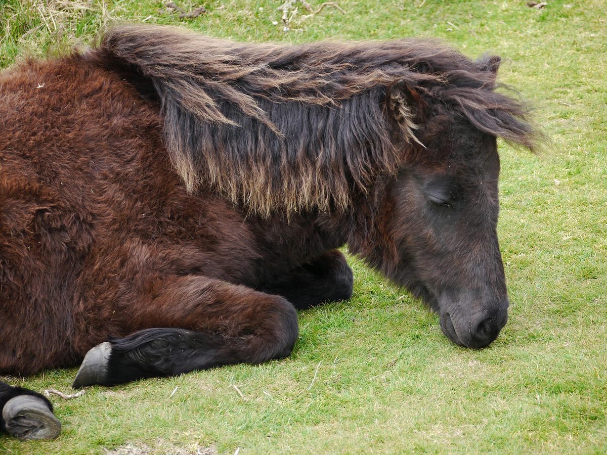 A Dartmoor pony
