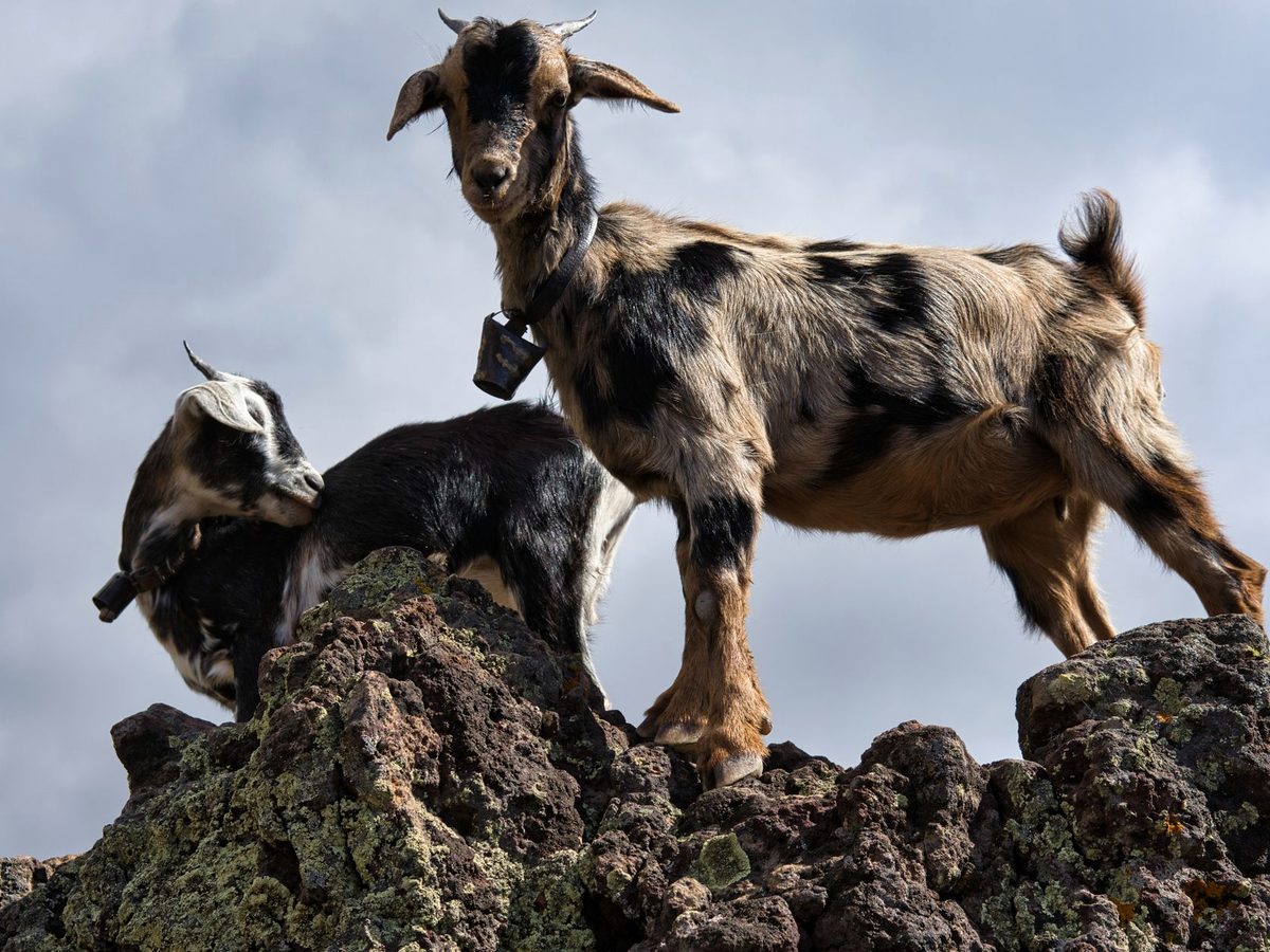Majorero goats, whose milk makes the local cheese