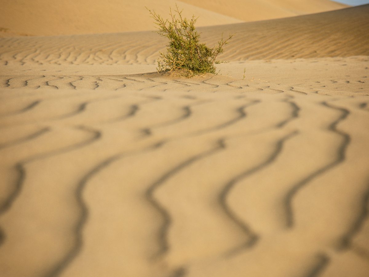Wind ripples in the dune sand