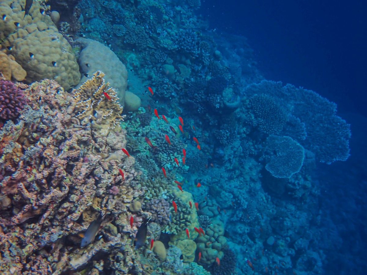 Coral and reef fish below the surface