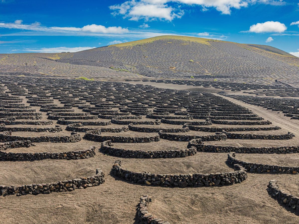 The vine pits of La Geria, each dug into black volcanic ash