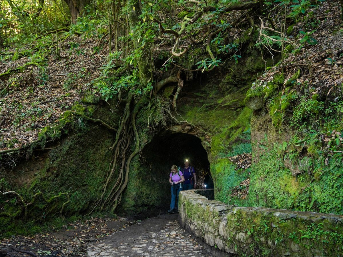 A levada path through the laurel forest