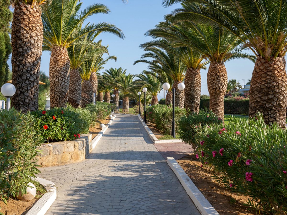 A paved path running between mature palms, flower beds and globe lamp posts under a bright sky.