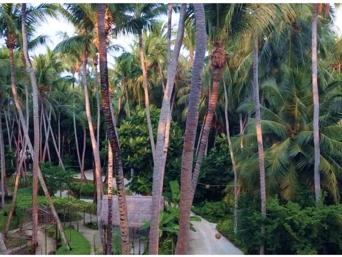 A shaded sandy path winding between tall coconut palms and tropical planting on the island.