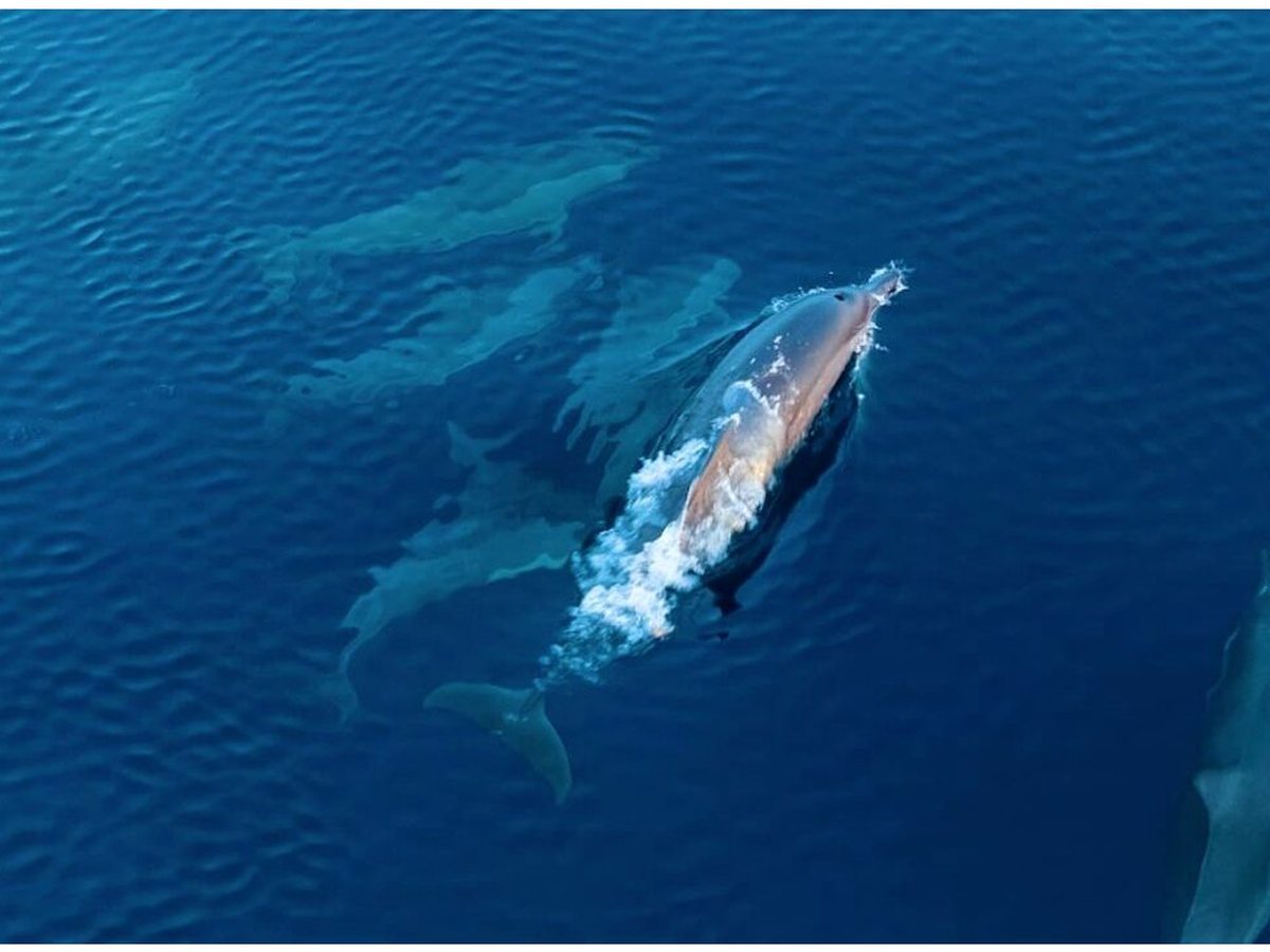 Two dolphins surfacing in open blue sea, seen from above.