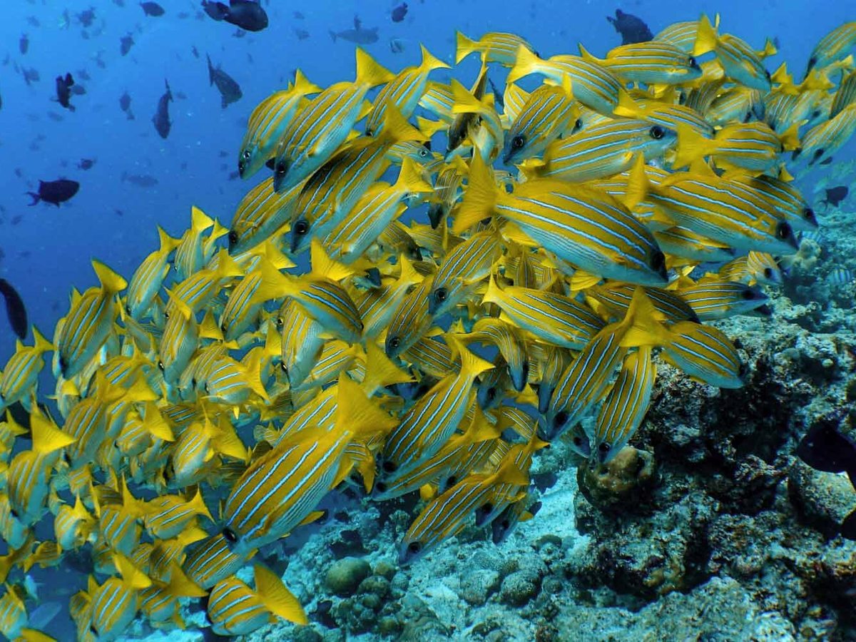 A dense shoal of yellow-and-blue striped snapper over coral in clear blue water on the house reef.