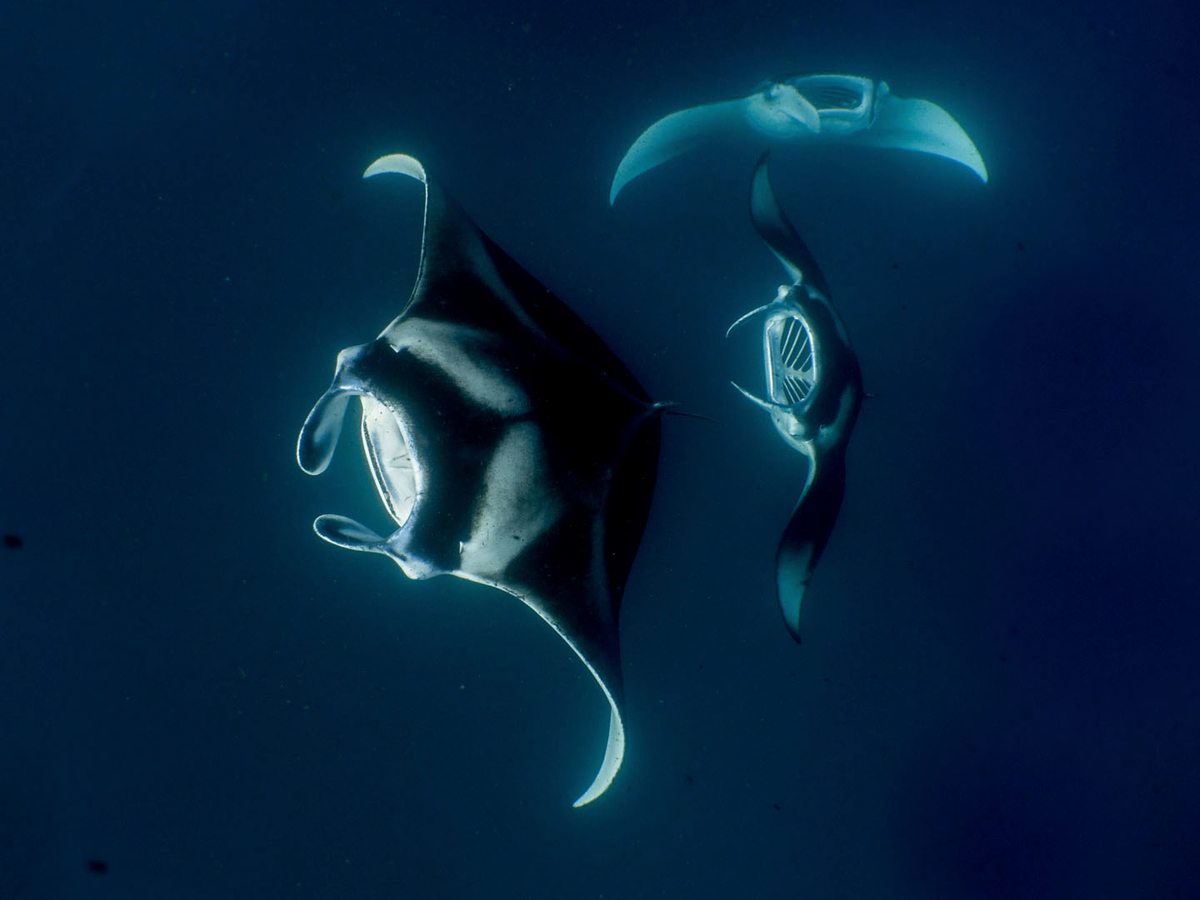Two large reef manta rays gliding through deep blue water.