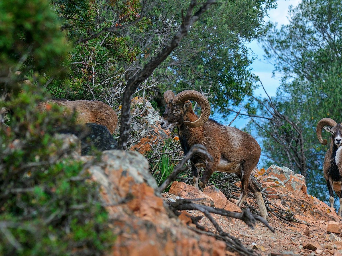 Two horned mouflon standing among red rocks and low scrub on a wooded slope in the resort grounds.