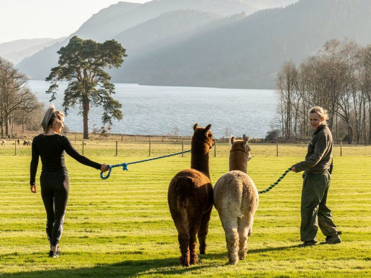 Two people leading two alpacas on halters across a lawn with the lake and wooded hills behind.