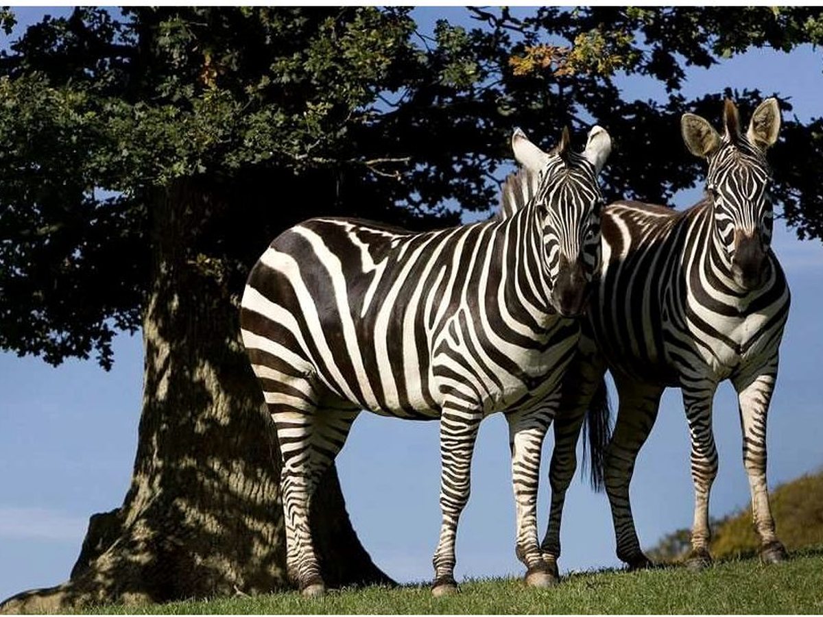 Two zebras standing under a large tree in a grass paddock at the wildlife park.