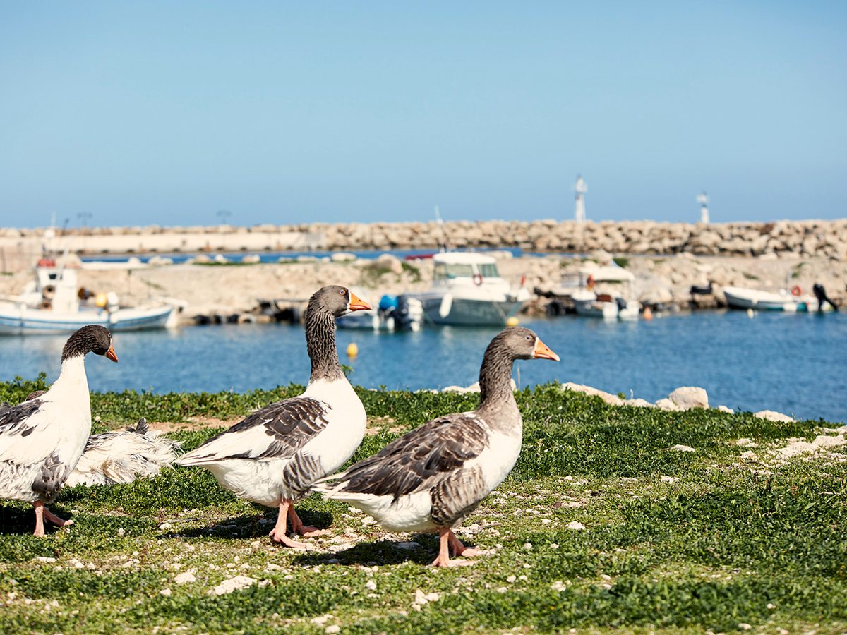 A small harbour with moored fishing boats behind a stone breakwater and a grassy waterfront.