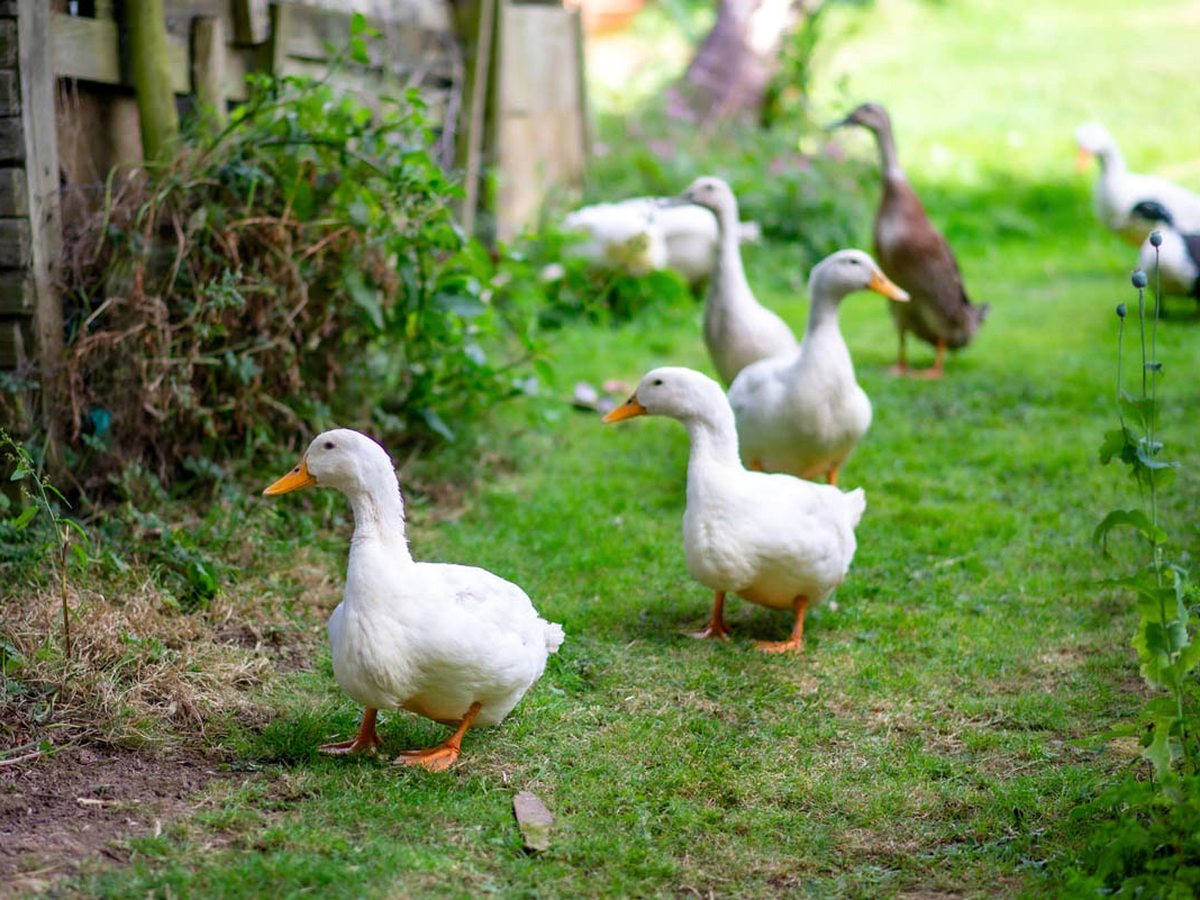 White and one brown free-range duck on a grassy patch beside a rustic timber wall in the Bosinver grounds.