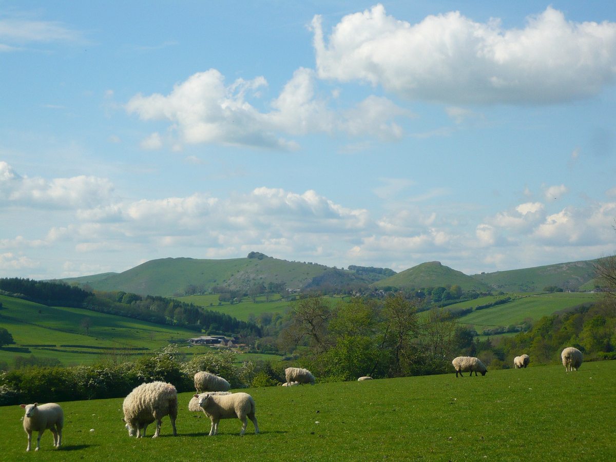 Sheep grazing on a green hillside with a pointed limestone hill rising in the distance.