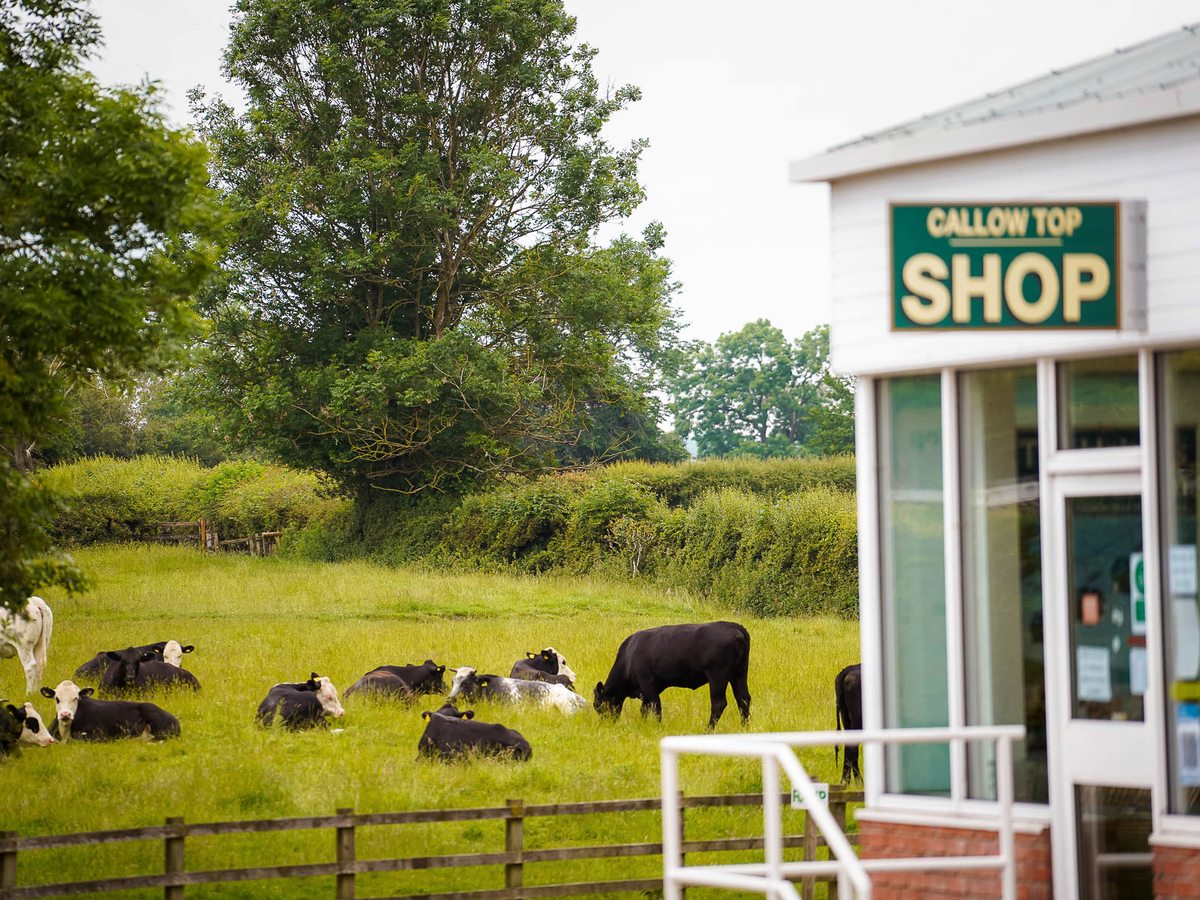 The green-signed Callow Top Shop building beside a field of grazing cattle.