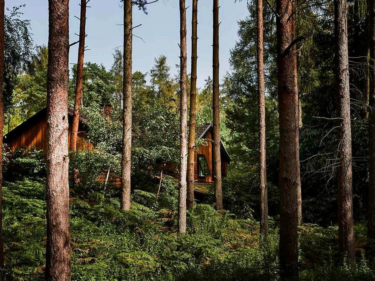 Timber lodges set back among tall straight pine trunks on a bed of forest floor and low green undergrowth.
