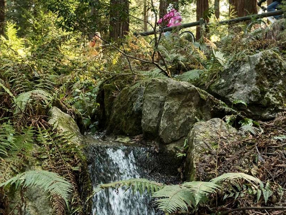 A small waterfall on a stream between mossy rocks and ferns in dense green woodland.
