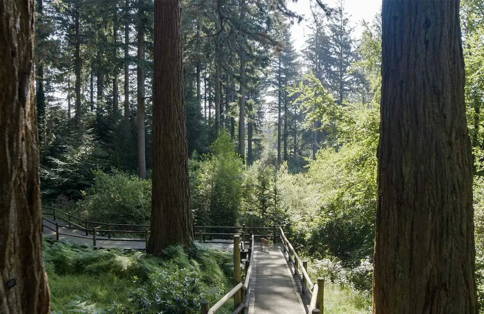 A timber boardwalk running downhill between huge redwood trunks in the woodland at Center Parcs Longleat Forest.