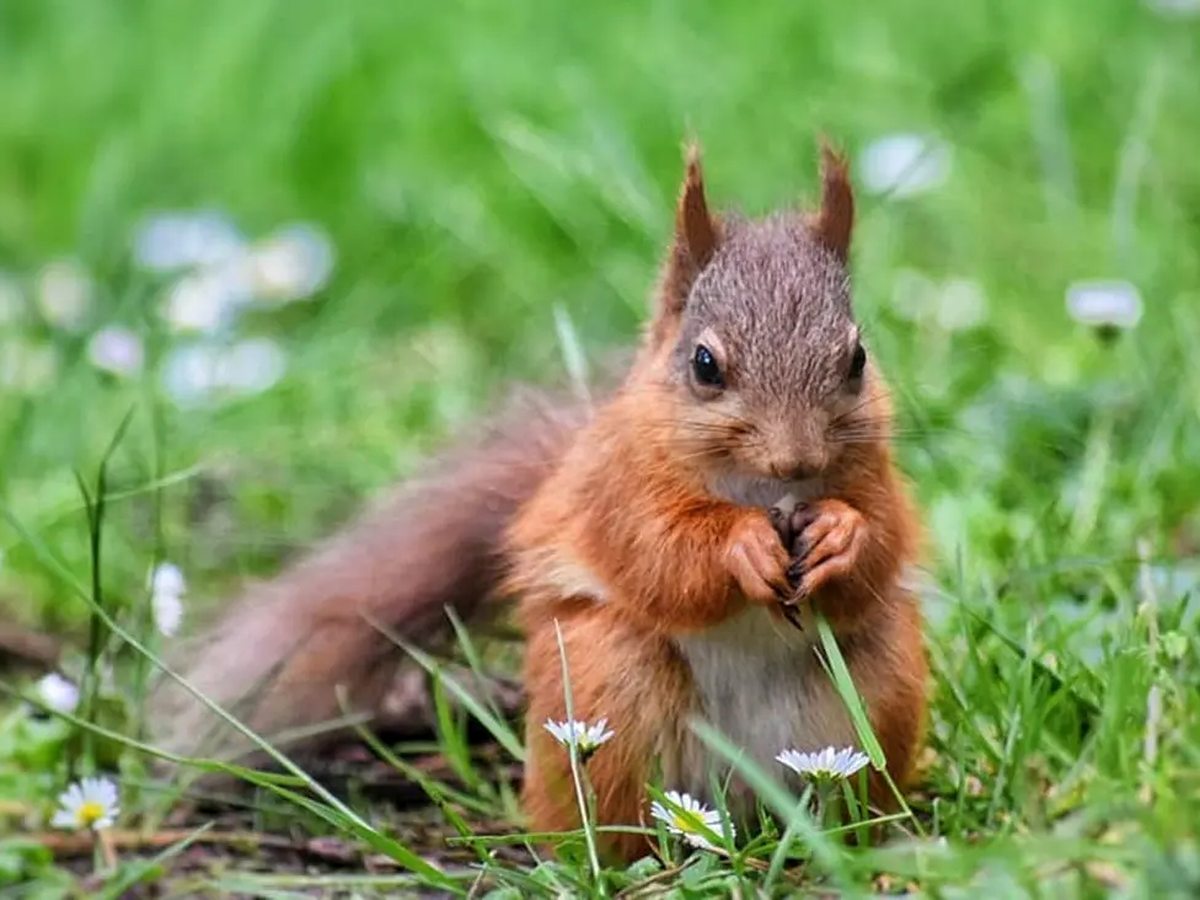 A red squirrel sitting upright in grass and daisies, holding food in its front paws, with ear tufts raised.