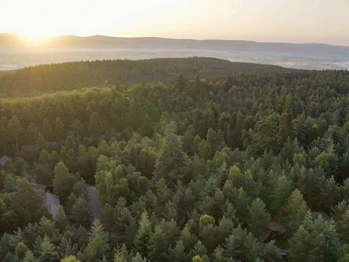 Aerial view of dense conifer forest at sunrise, with a few lodge roofs among the trees and low hills on the horizon.