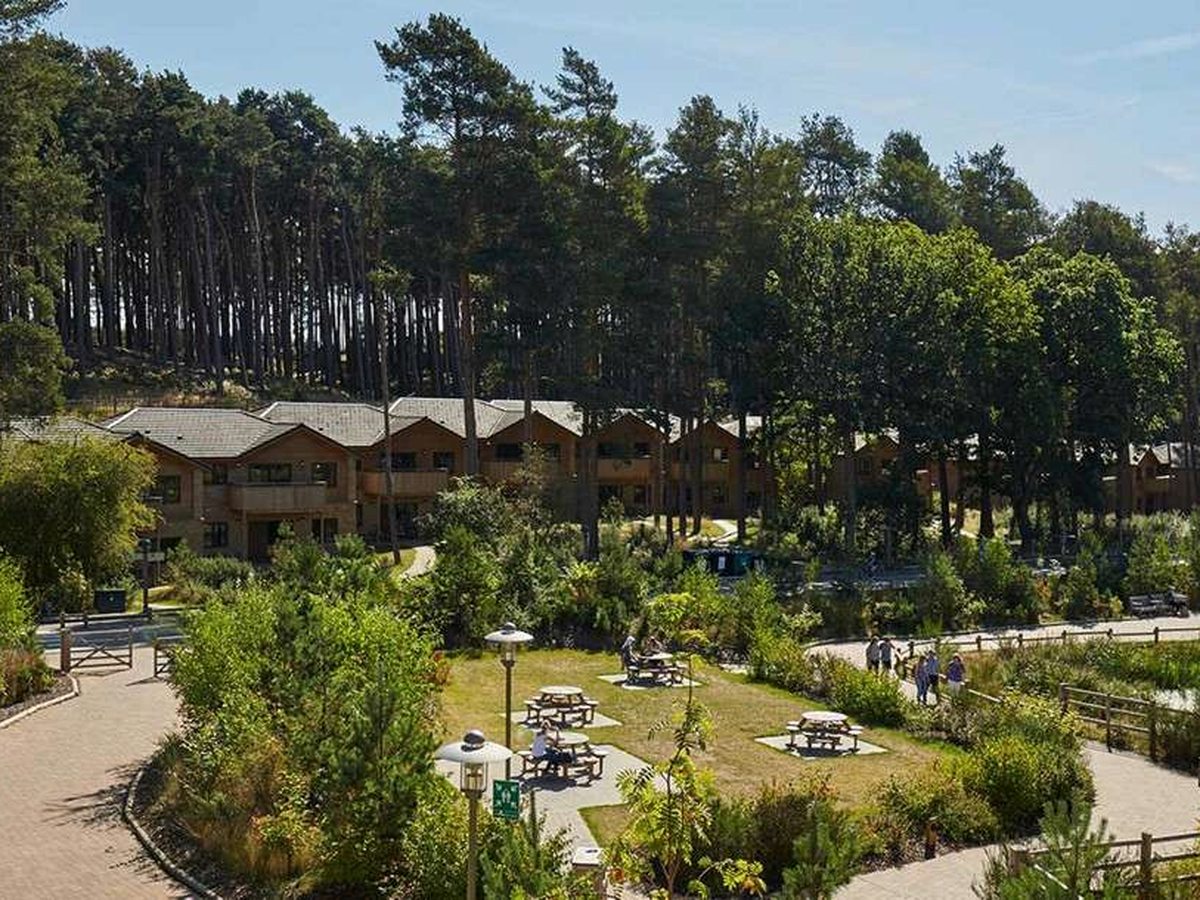 Timber lodges with grey pitched roofs above a lawn set with picnic benches and lamp posts, paved paths curving through planted borders and tall pine woodland behind.