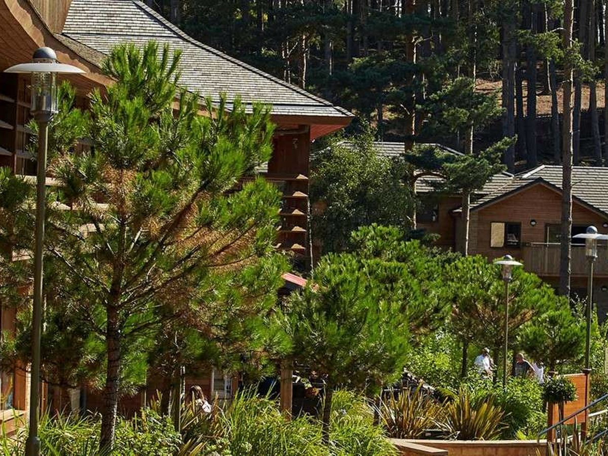 Timber-clad lodges with grey pitched roofs and balconies among young pines and shrub planting, with tall pine woodland rising behind.