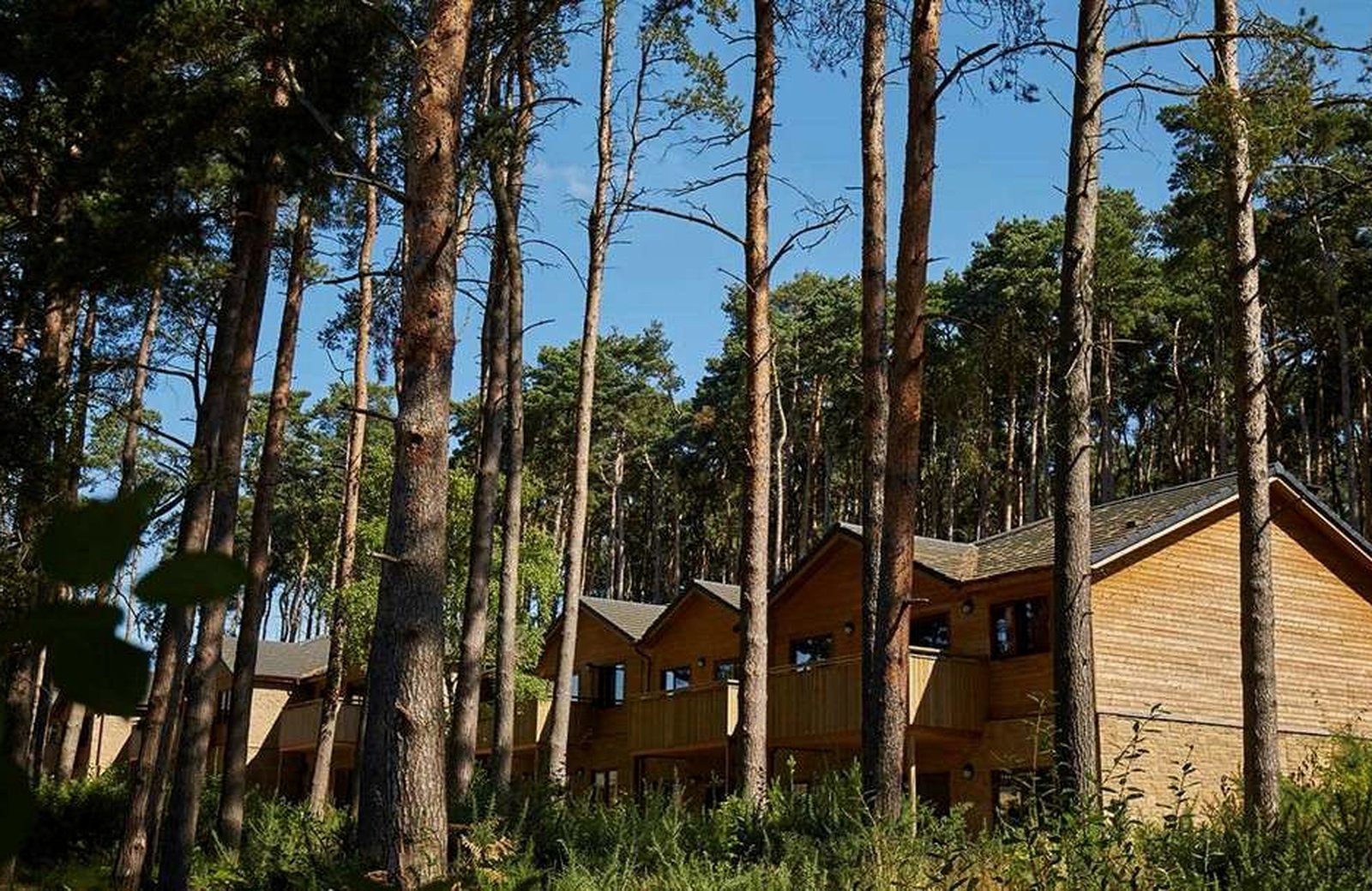 Timber-clad lodges with pitched roofs and balconies standing among tall Scots pines under a blue sky at Center Parcs Woburn Forest.