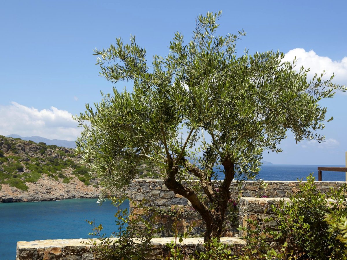 An old olive tree and Mediterranean planting behind a low stone wall, with the blue cove and rocky hillside beyond.