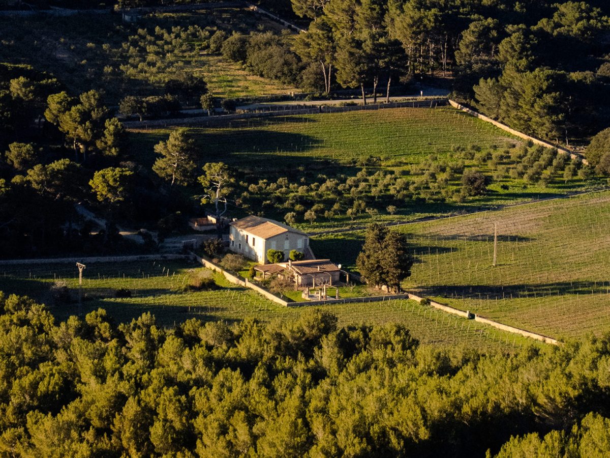 Aerial view of a stone farmhouse surrounded by terraced vineyard rows, olive groves and pine woodland on the estate.