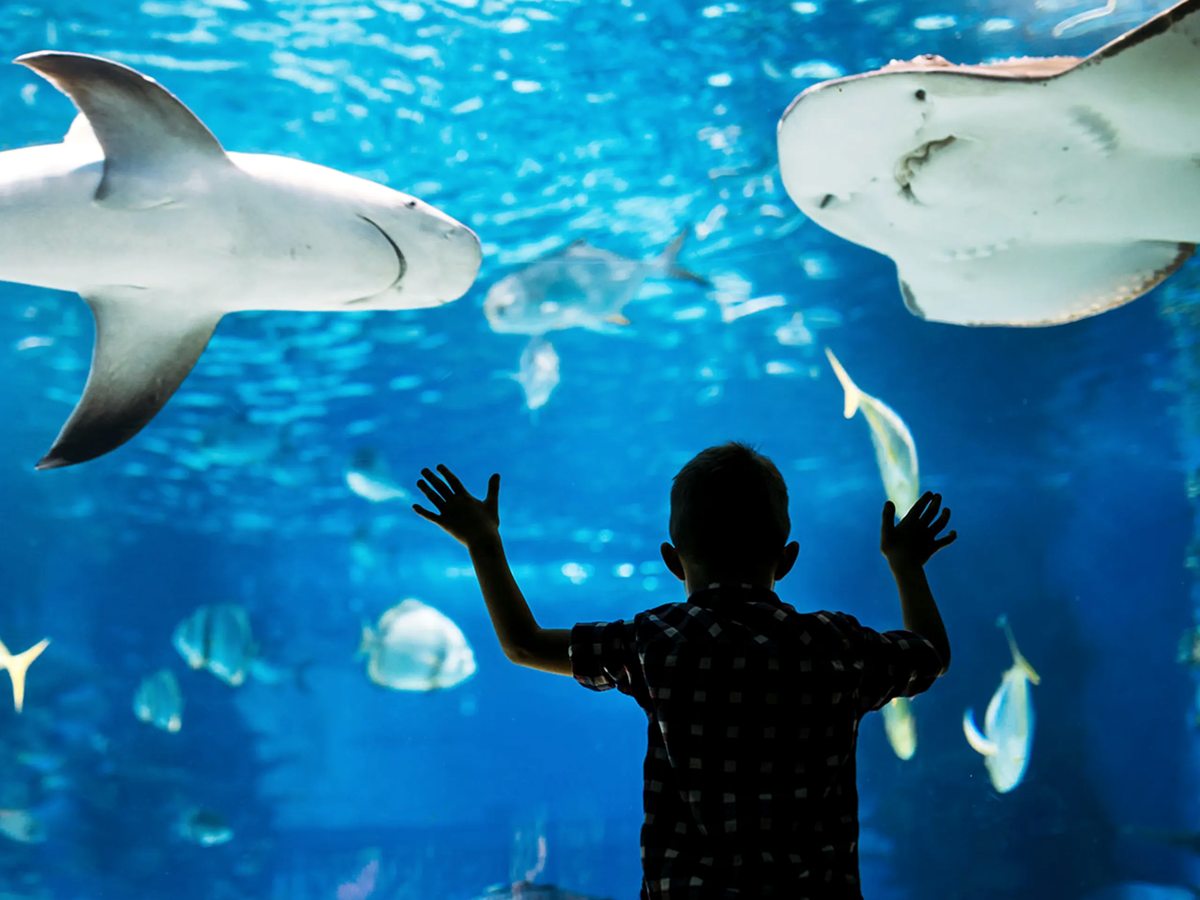 A child silhouetted against a large aquarium viewing window, watching a shark and rays glide past.