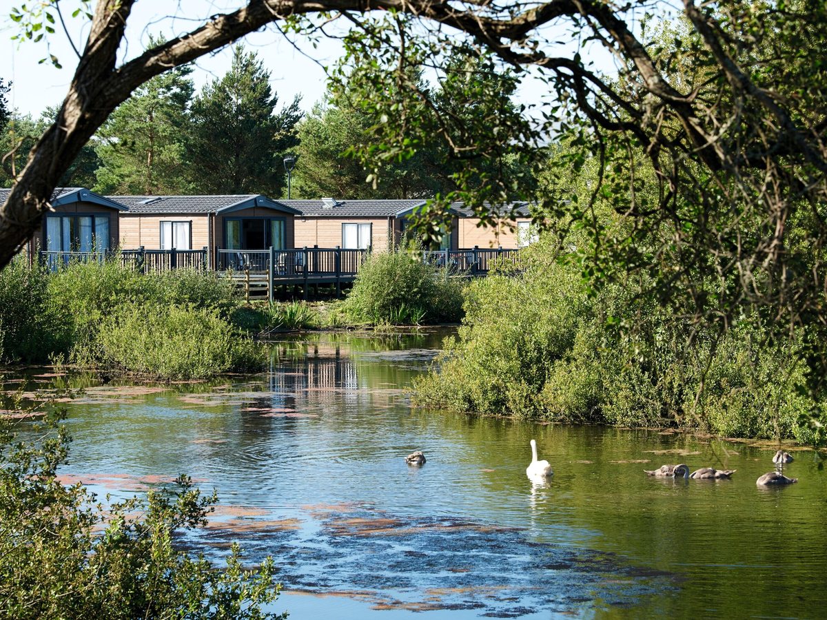 Timber-clad lodges with private decking beside a landscaped lake, a white swan on the water and reeds along the bank.