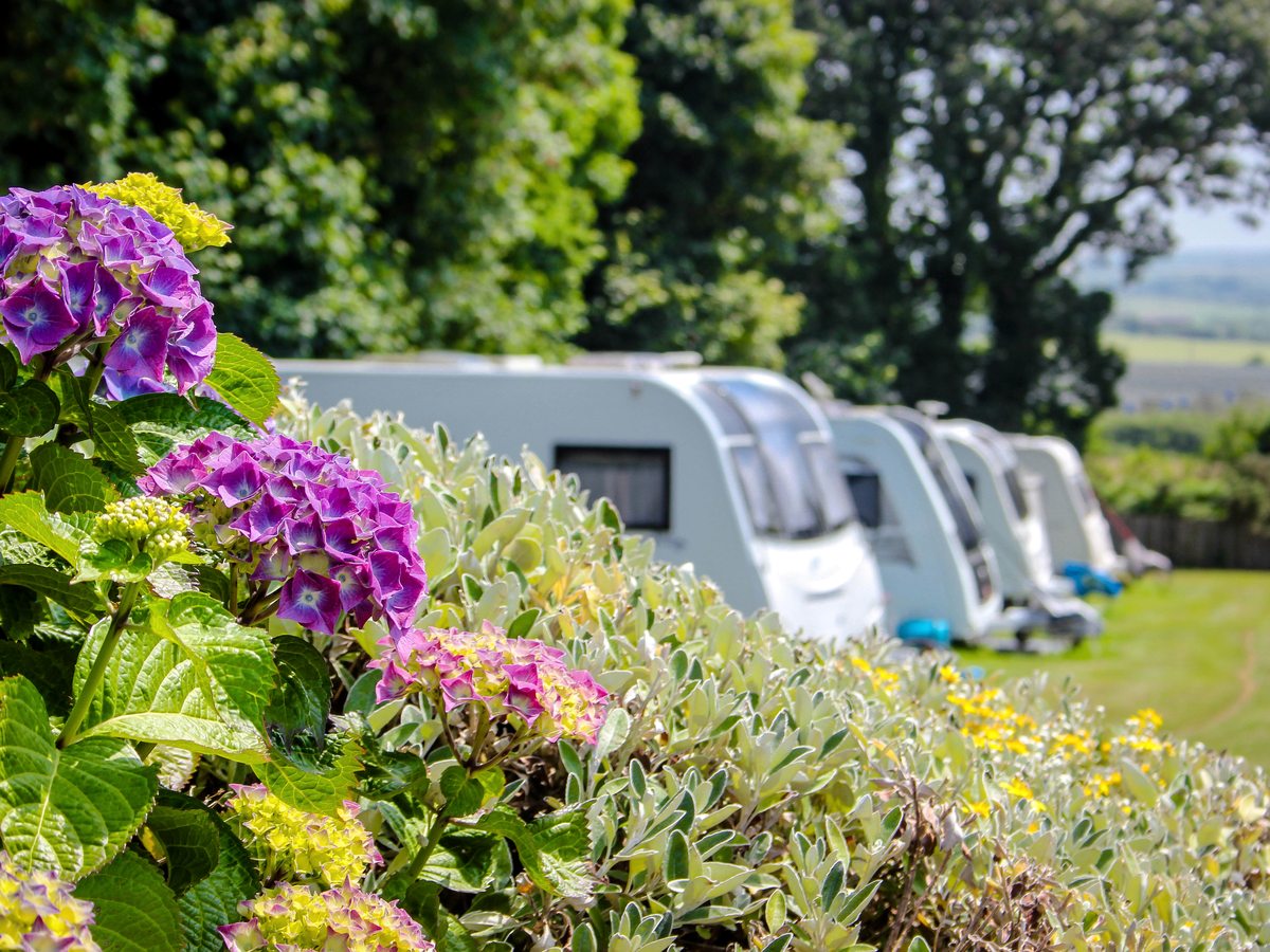 White touring caravans on grass pitches behind flowering hydrangeas with countryside beyond.