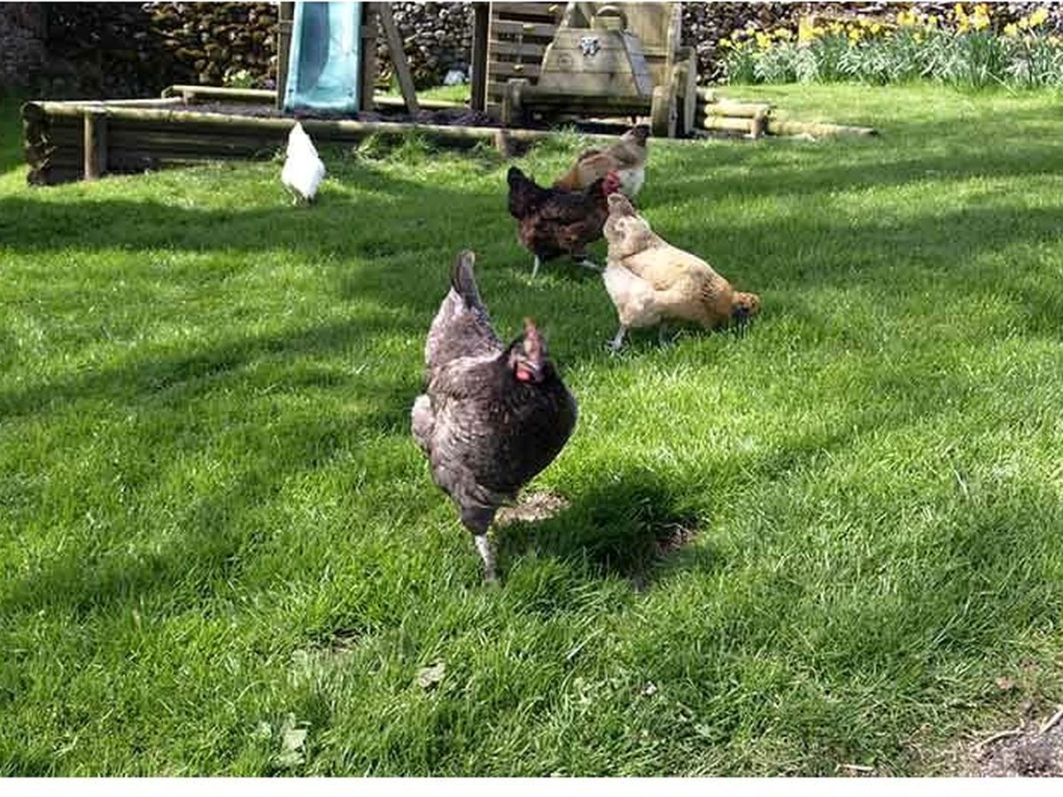 A brown free-range hen standing on a mown grass lawn in the farmyard.