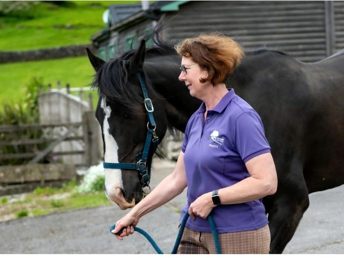 A woman in a Hoe Grange polo shirt leading a large dark horse in a headcollar along a farm track, with a dry-stone wall and green field behind.