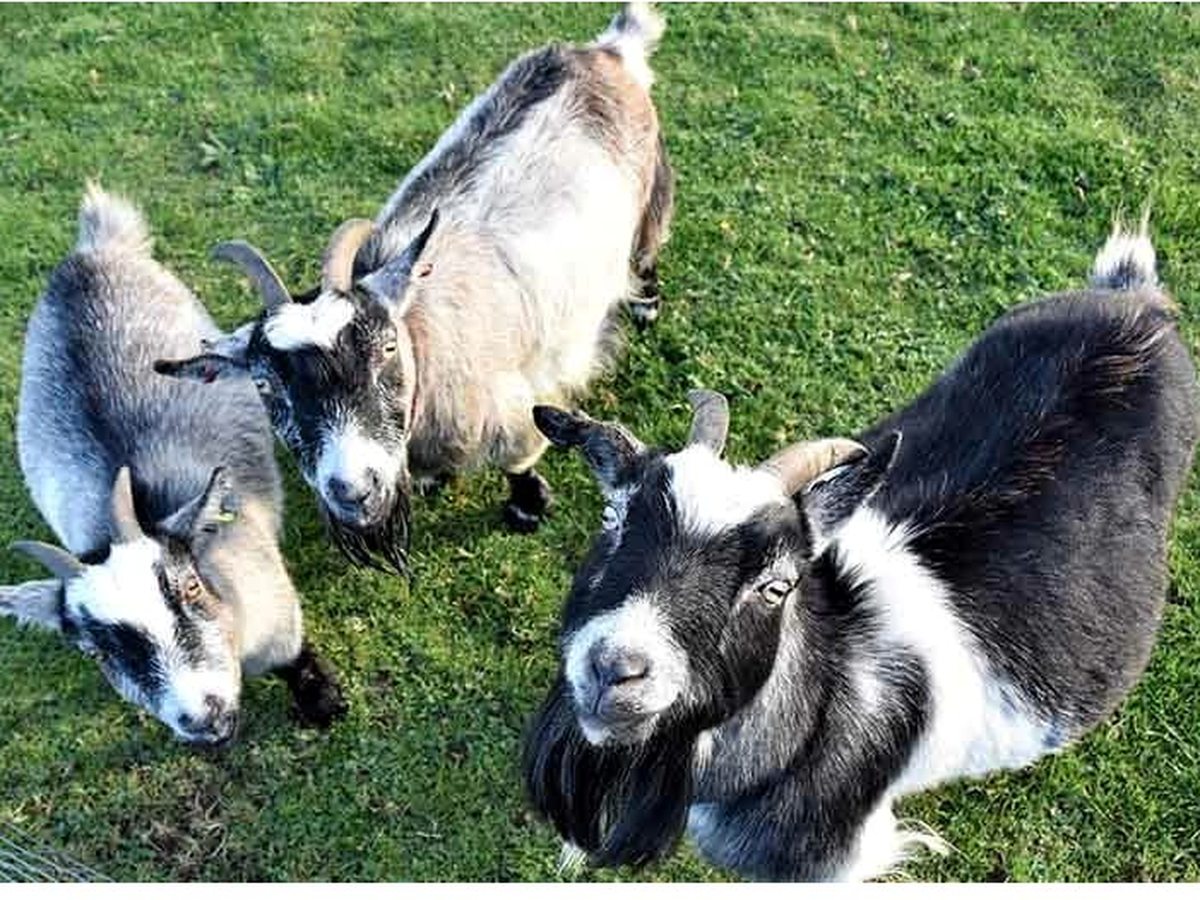 Three pygmy goats with grey and black-and-white coats standing on mown grass, looking up towards the camera.