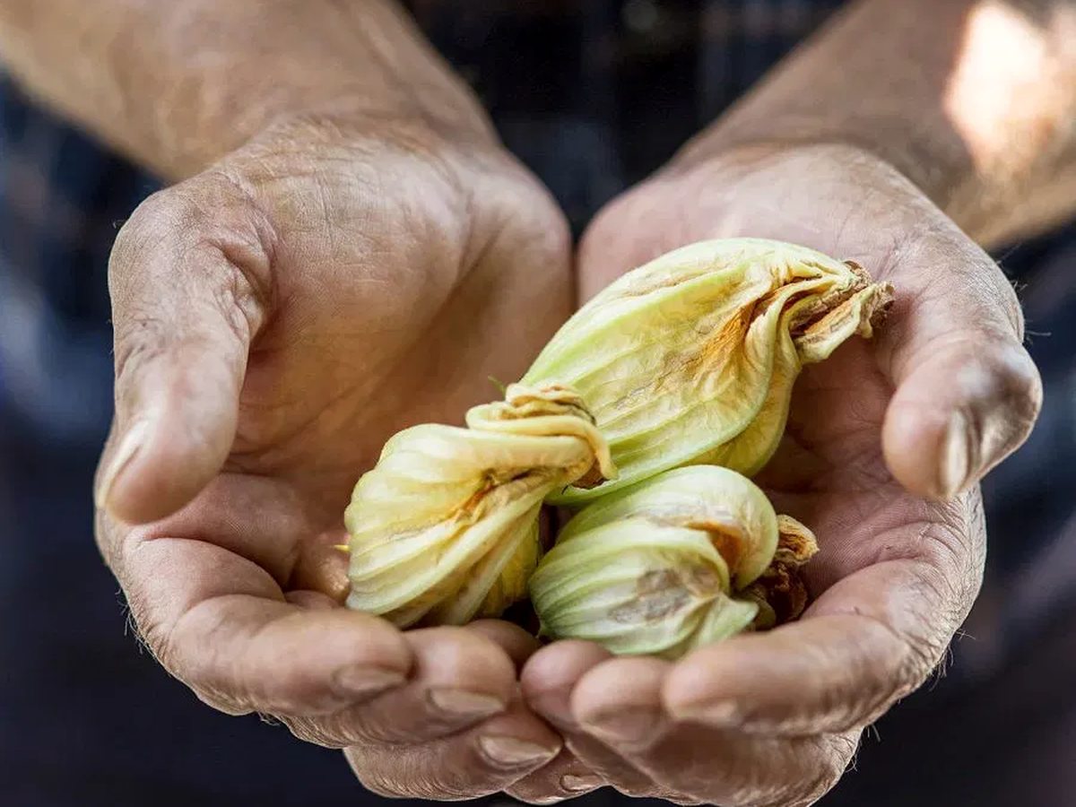 A pair of hands cupping courgette flowers and other fresh produce.
