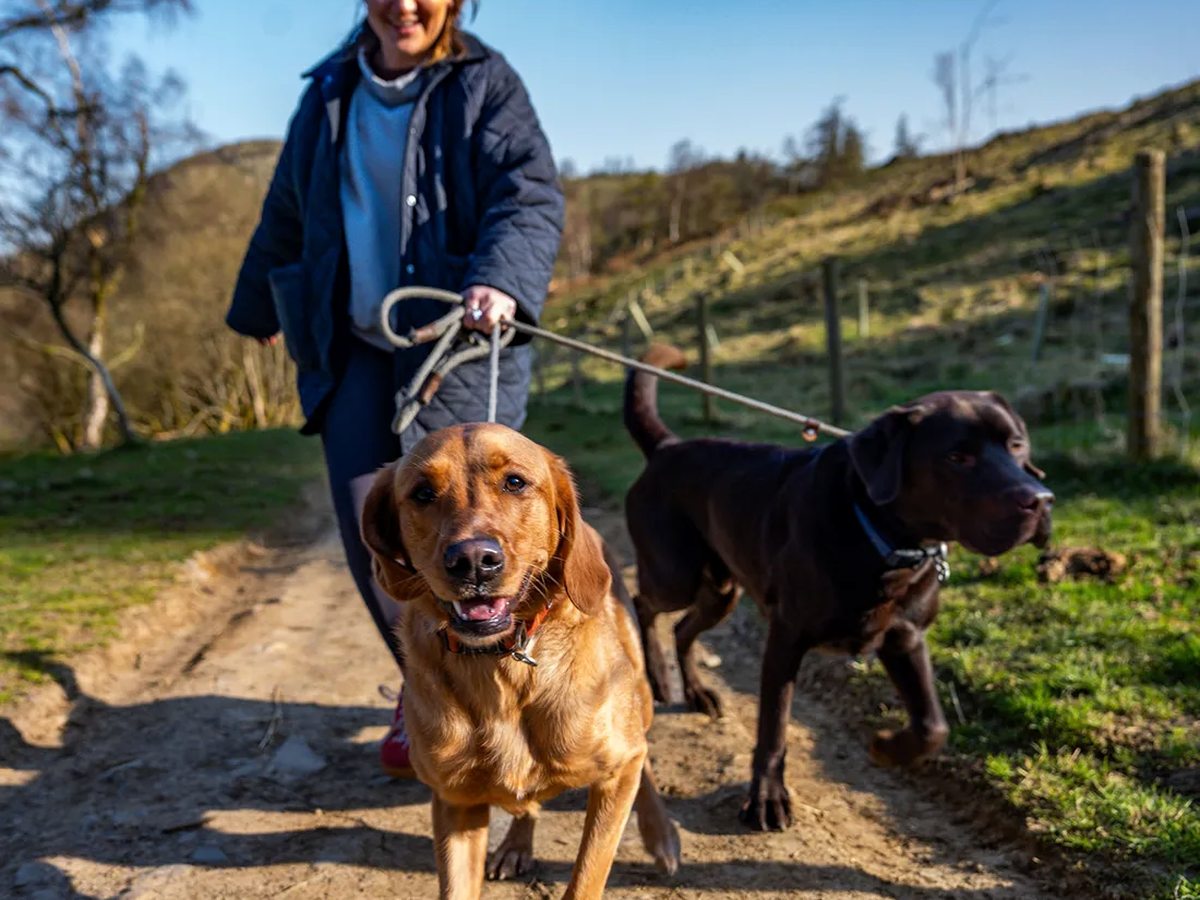A woman walking two dogs on leads along a stony track beside a fenced field, with a grassy hillside behind.