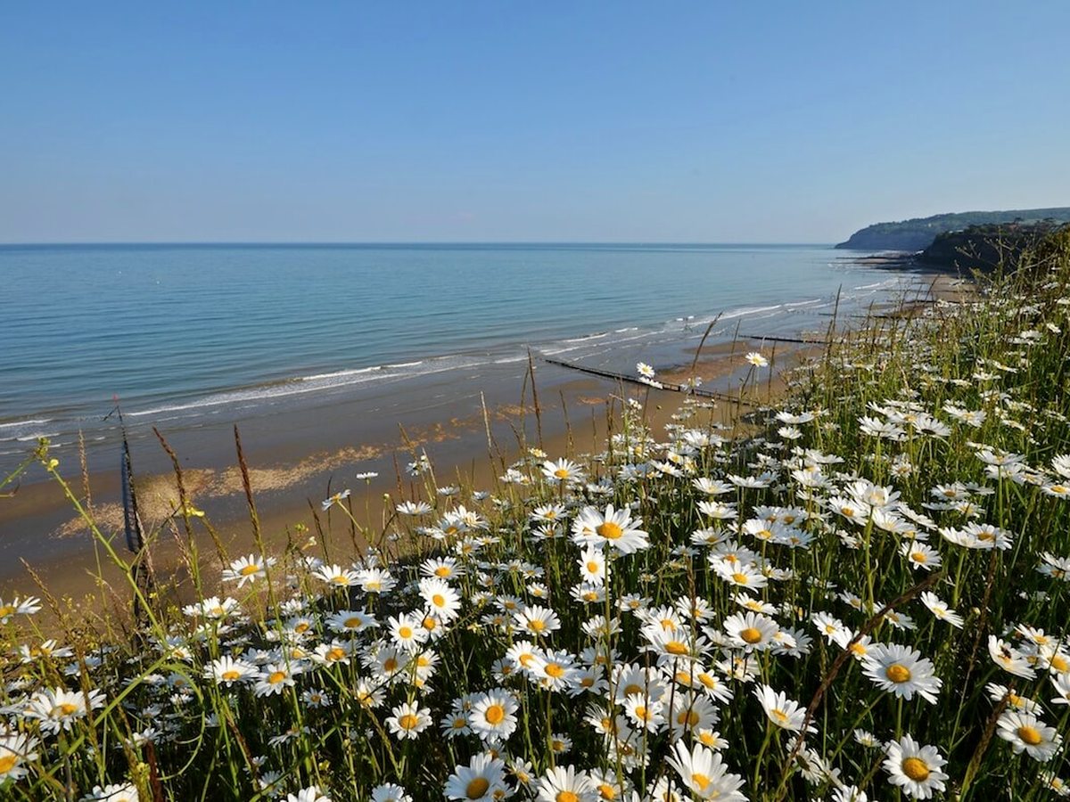 A wide sandy beach with a wooden groyne and calm sea, ox-eye daisies in the foreground and a headland in the distance.