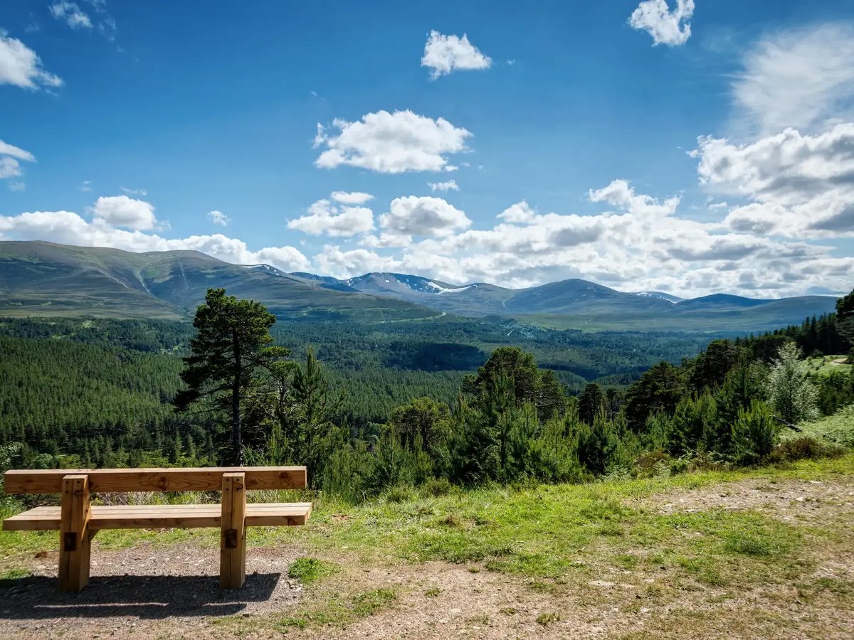 A wooden bench on a grassy ridge looking over pine forest to a long mountain range under a blue sky with white clouds.