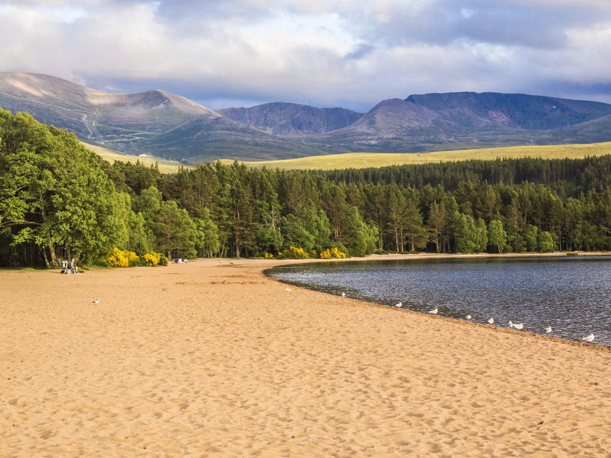 A wide curve of pale sand along a loch, with gulls at the water's edge, dense pine forest opposite and a broad mountain ridge behind.