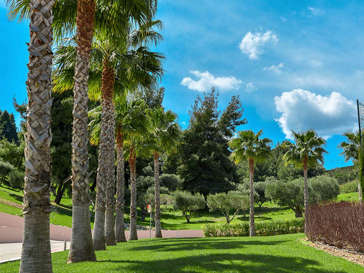 Tall palm trees and olive trees over mown lawns and clipped hedges under a blue sky with white cloud.