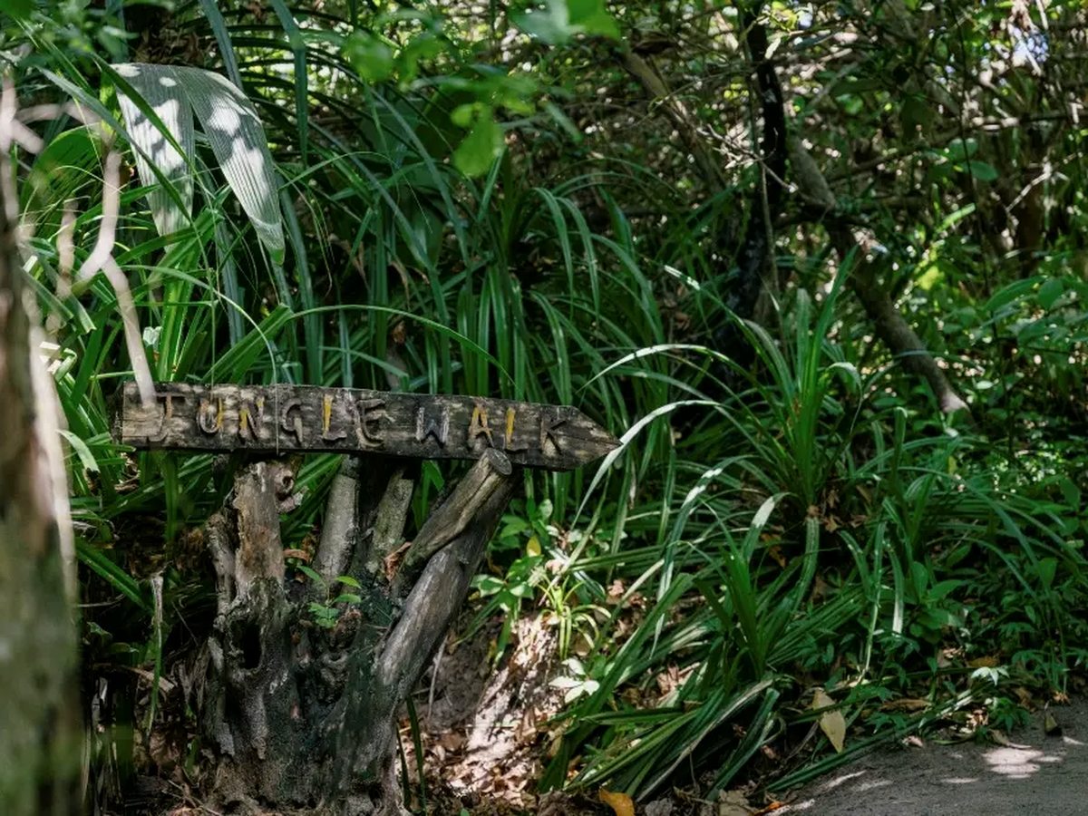 A sandy path winding into dense tropical greenery, with a rustic wooden signpost beside it and thick foliage and tree roots on both sides.
