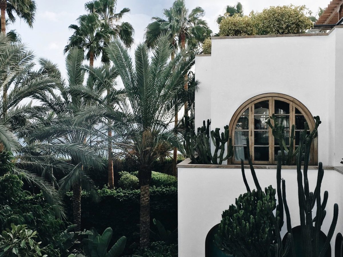 A white building with a tall arched window and a tiled roofline, framed by date palms and a bed of tall cacti and succulents.