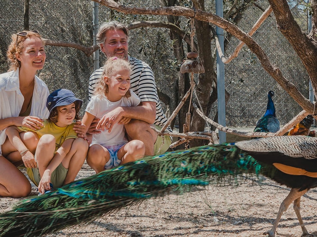A family sitting on sandy ground inside a wired aviary, watching a peacock trail its long tail feathers past them.