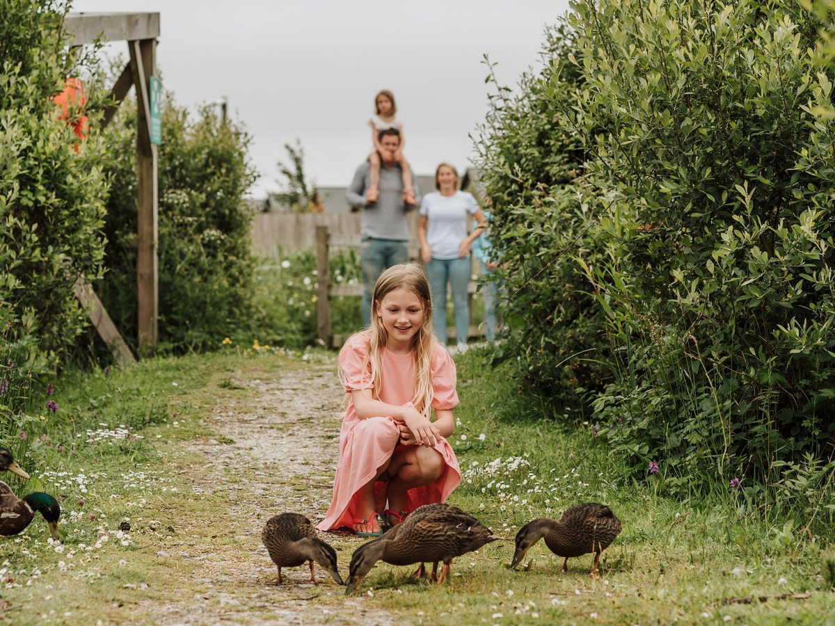 A young girl crouching on a grass path watching three ducks, with a family walking towards her along the path.