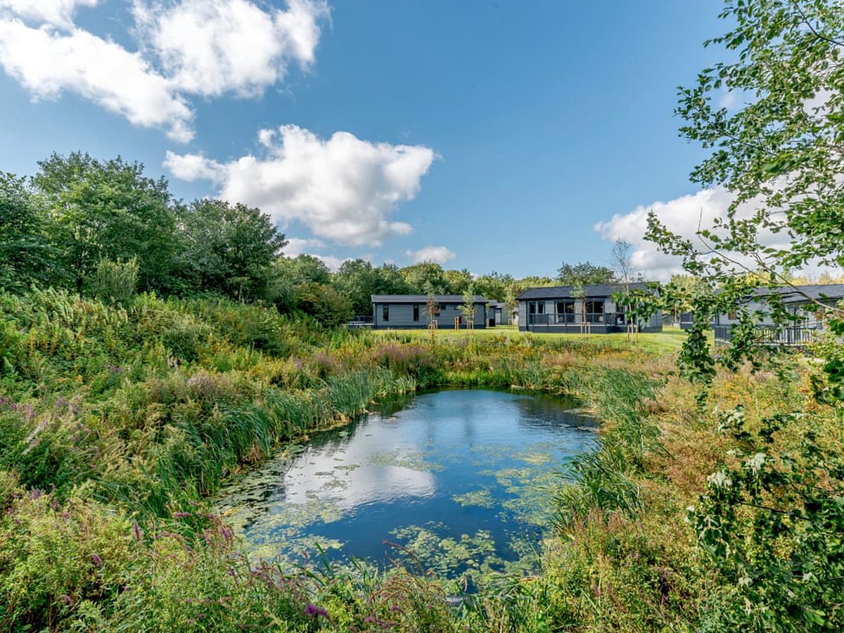 A pond edged with reeds and wild grasses in the foreground, with low timber lodges among mature trees beyond under a bright blue sky.