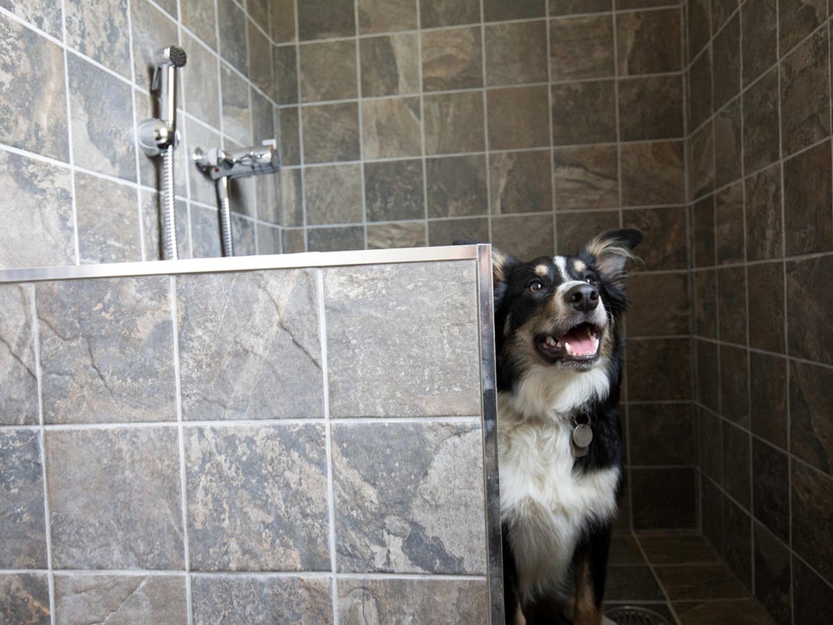 A tiled wash bay with a handheld shower on a wall rail and a low tiled partition, with a border collie standing inside it.