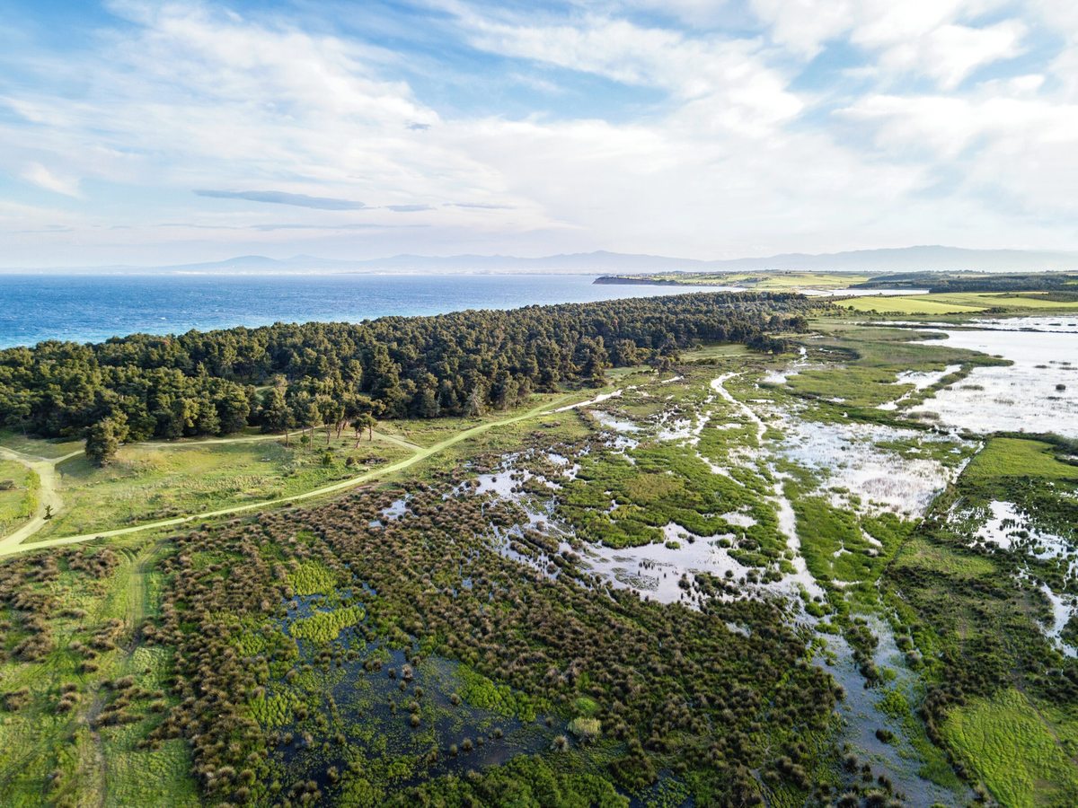 Aerial view of a coastal wetland of shallow lagoons and marsh grass, edged by pine woodland and sandy tracks, with the sea and distant headlands beyond.