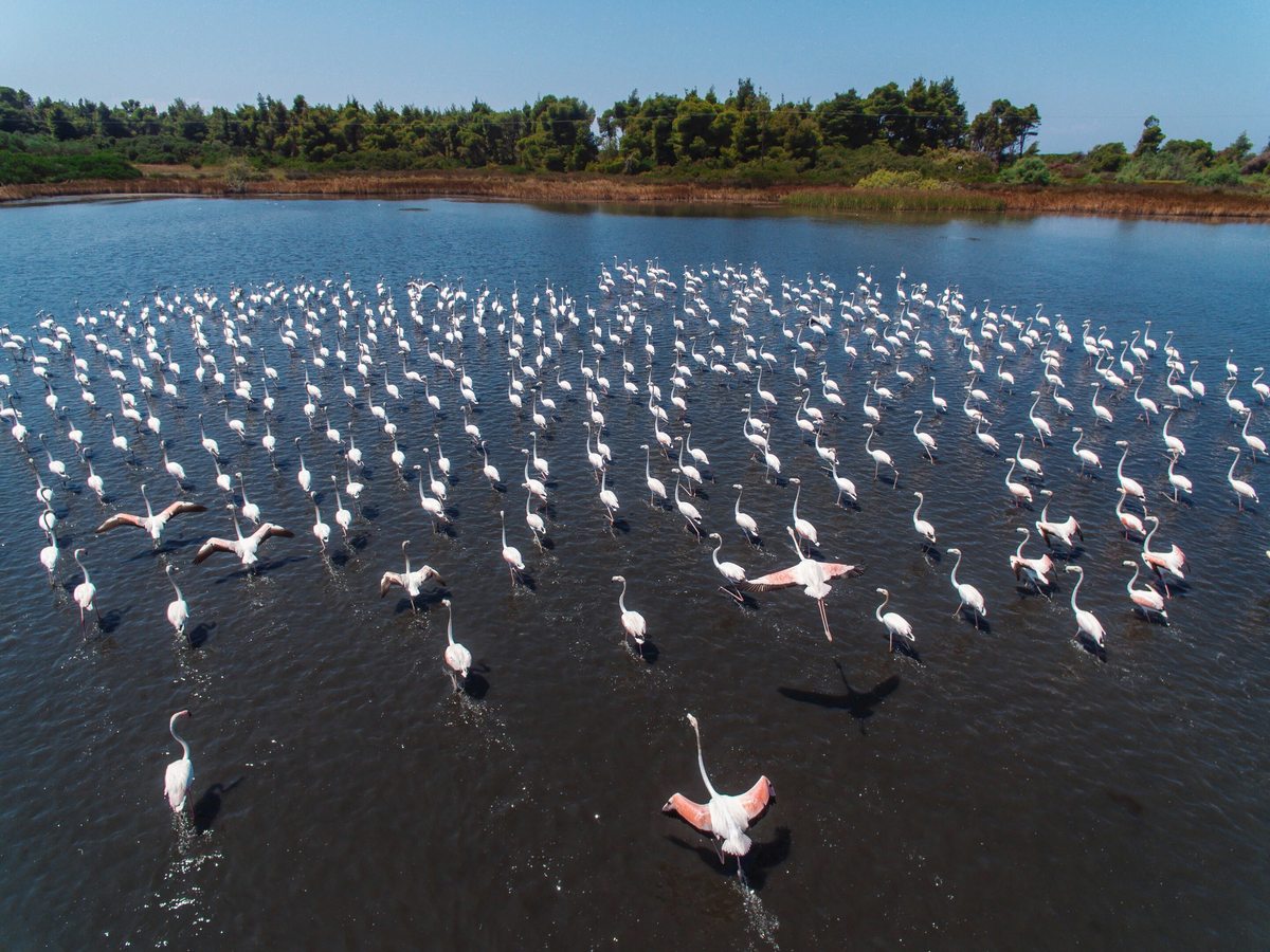 A large flock of pink flamingos wading and taking off across a shallow dark lagoon, with a wooded shoreline behind.